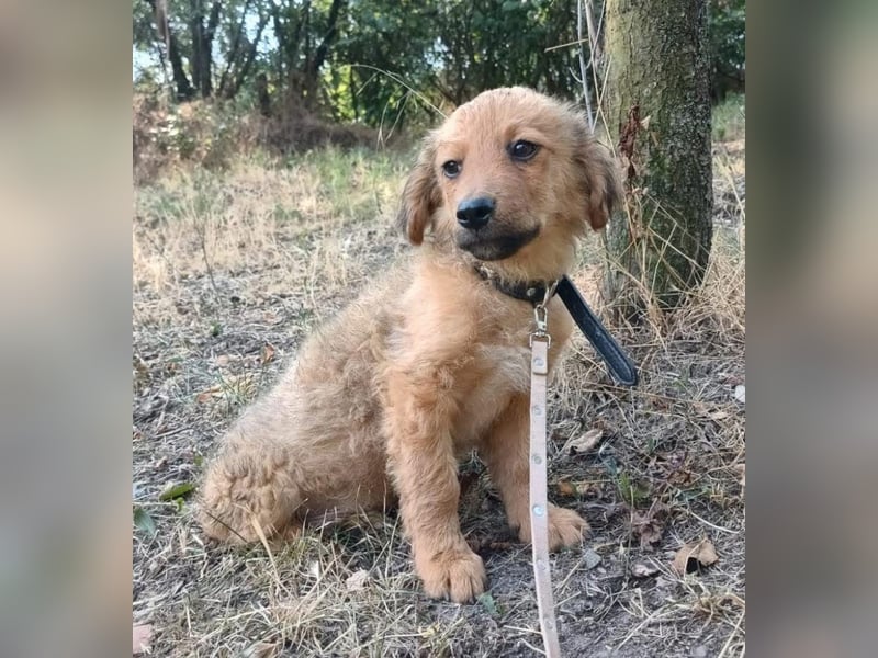 Leo Tierschutzhund sucht ein Zuhause