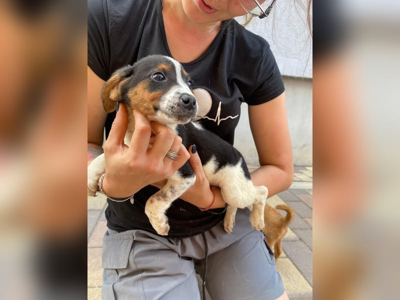 Pufi - möchte dein Herz erobern