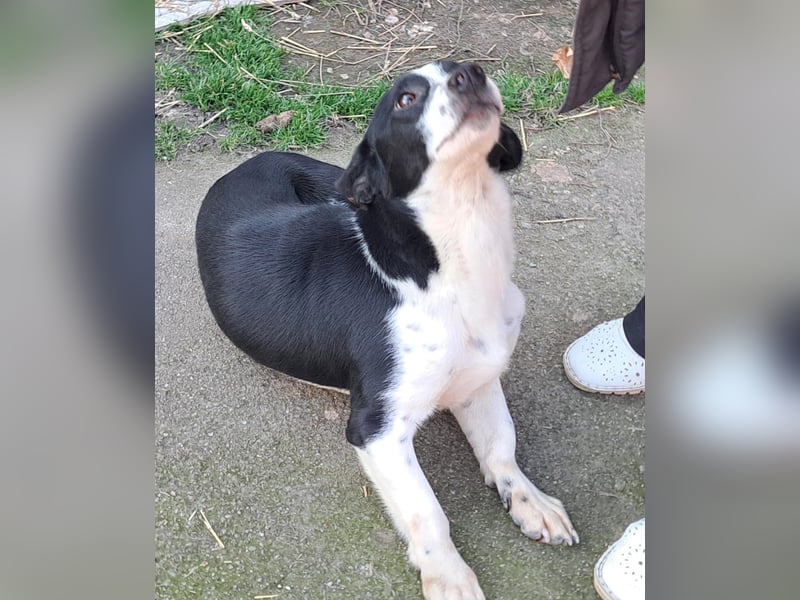 Bernie habe ich aus dem Tötungsshelter gerettet, nun wartet er sehnsüchtig auf ein Zuhause