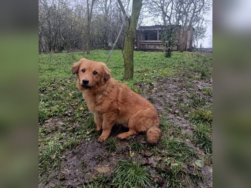 Leo Tierschutzhund sucht ein Zuhause