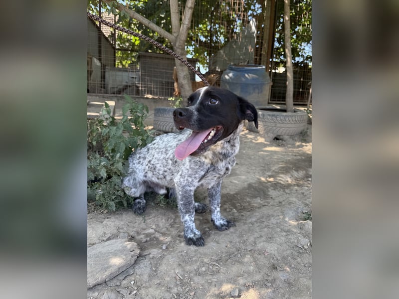Rocky sucht sein Für Immer Zuhause
