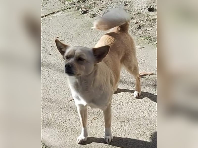 Dora Pinschermix,möchte Rumänien ganz schnell verlassen (lebt dort bei einer PS)