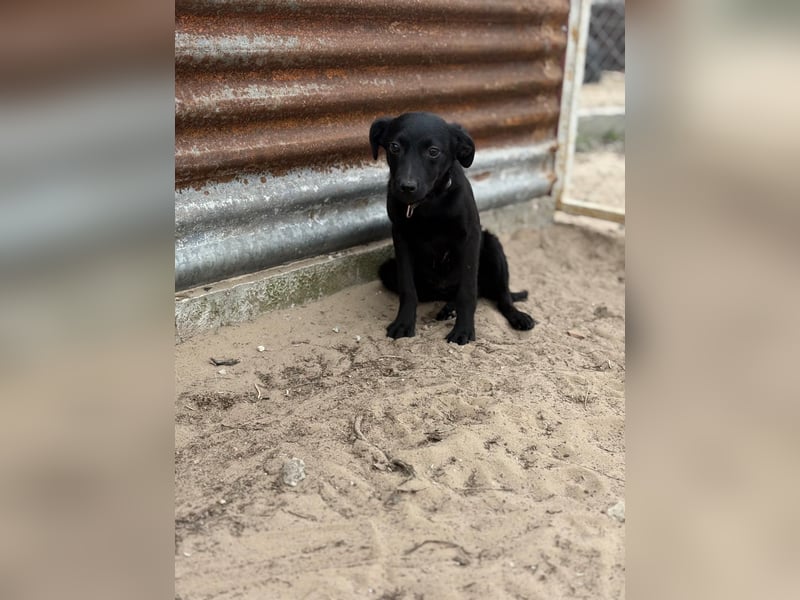 Esma – ein Herz auf vier Pfoten