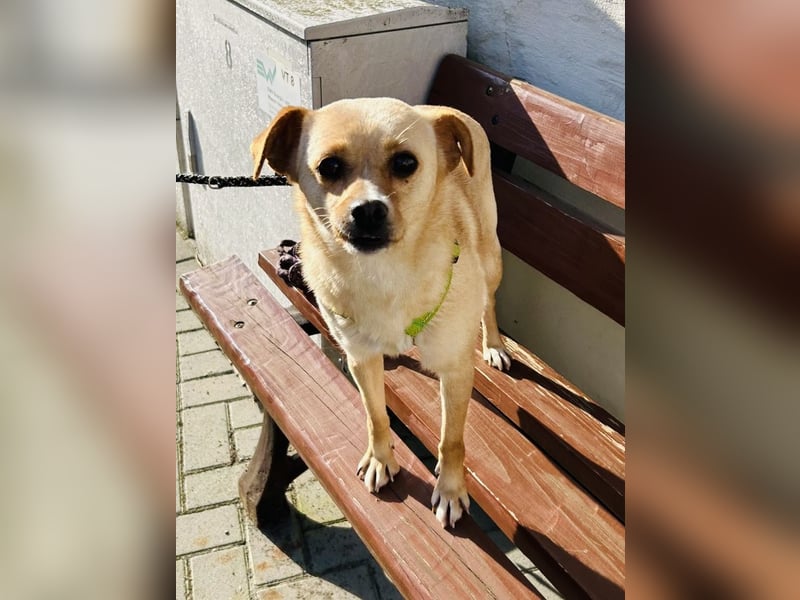 Goldi Tierschutzhund sucht ein Zuhause