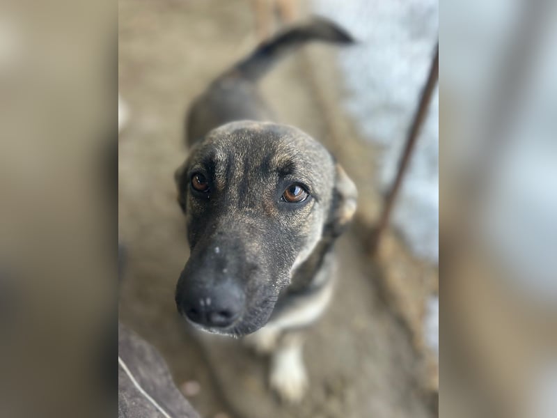 ⭐️ILLA⭐️ Hündin, 1 Jahr, 34 cm, Mischling, Tierschutz