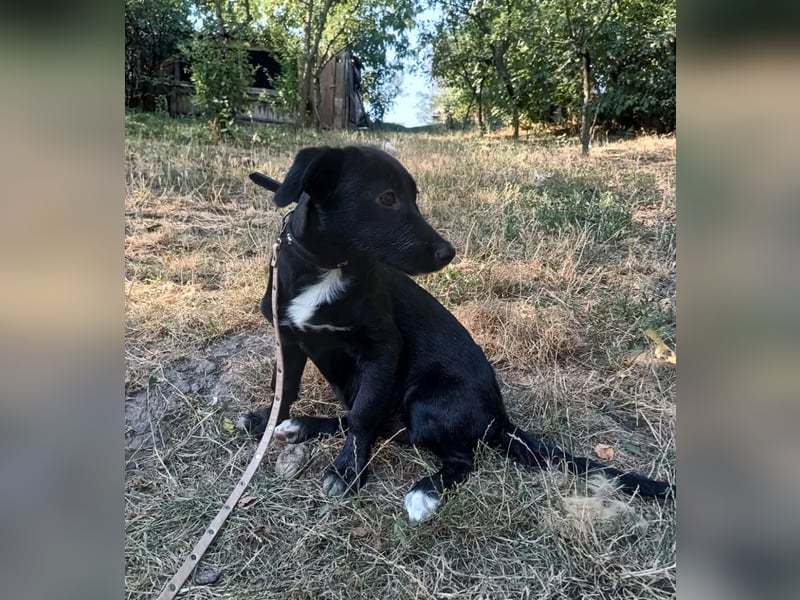Lilu Tierschutzhund sucht ein Zuhause
