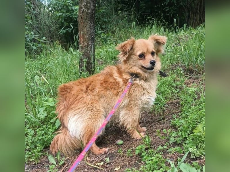 Luna Tierschutzhund sucht ein Zuhause
