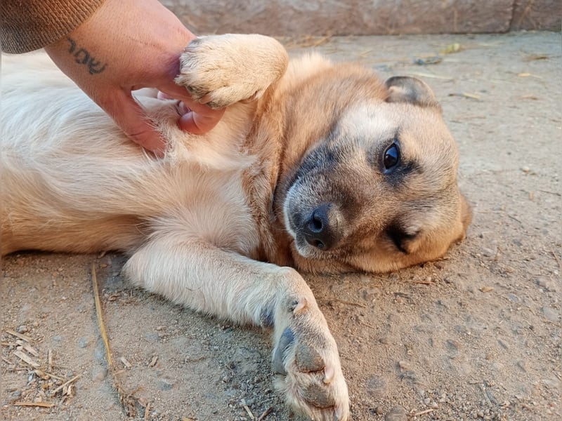 Nofell ⭐️TONI ⭐️, Rüde, 3 Jahre, 29cm, Mischling, Tierschutz Rumänien