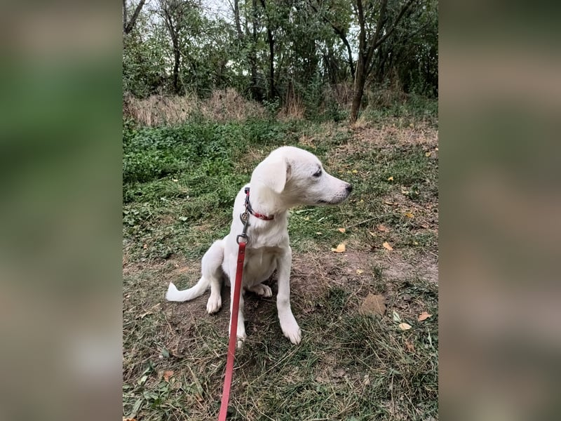 Zeus Tierschutzhund sucht ein Zuhause