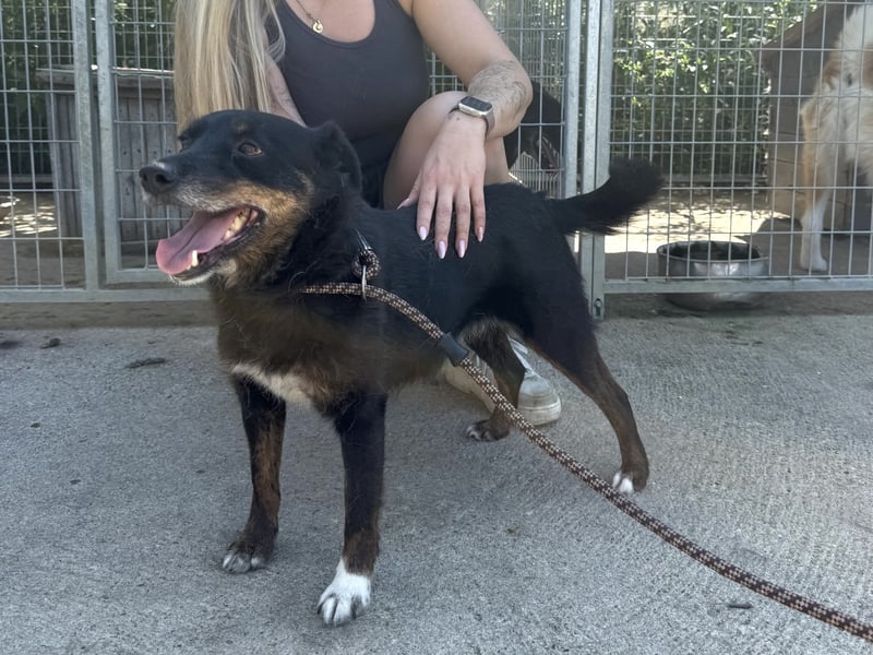 Trixie - Kämpferin sucht großes Glück