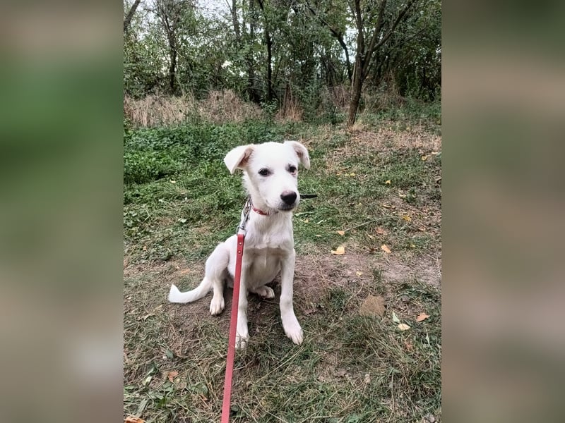 Zeus Tierschutzhund sucht ein Zuhause