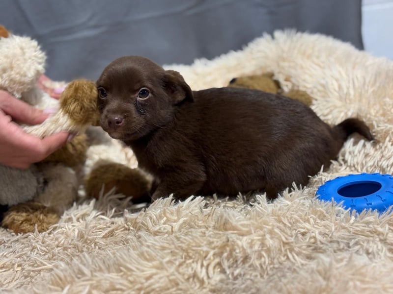 Pindur, kleines Hundekind