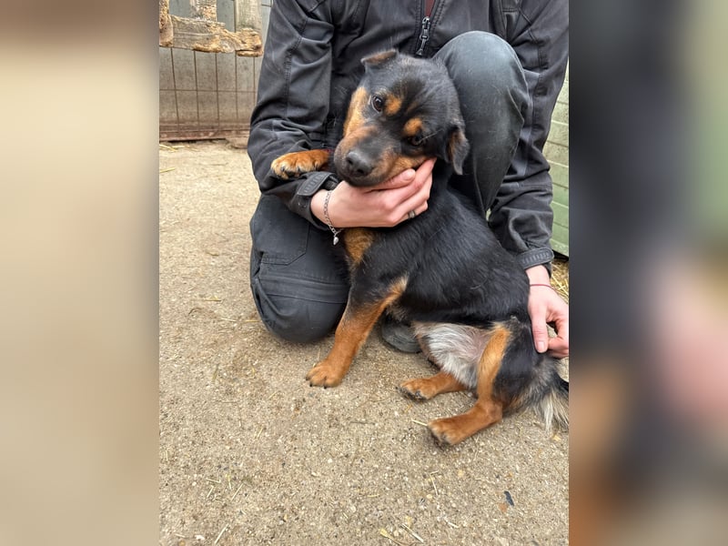 Kolos der gute-Laune-Hund