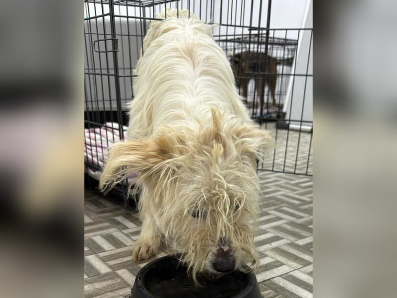 ⭐️STITCH⭐️, Hündin, 1,5 Jahre, 35 cm, Mischling, Tierschutz