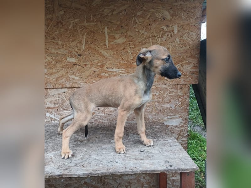 Saphira Tierschutzhund sucht ein Zuhause
