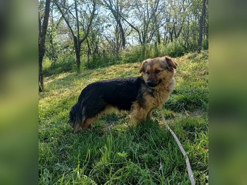 Milly Tierschutzhund sucht ein Zuhause