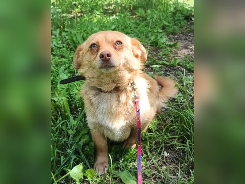 Lina Tierschutzhund sucht ein Zuhause