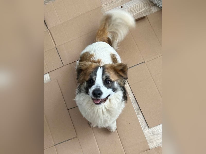 TOC, kleiner Kerl, 2 Jahre, 35 cm, Mischling, Tierschutz Rumänien
