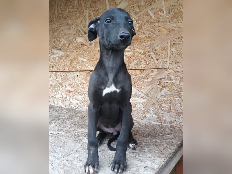 Suki Tierschutzhund sucht  ein Zuhause
