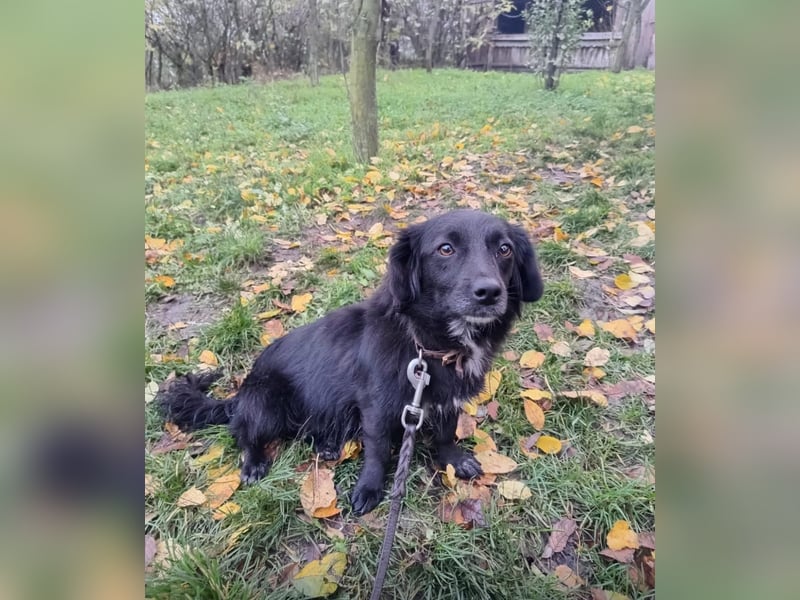 Molly Tierschutzhund sucht ein Zuhause