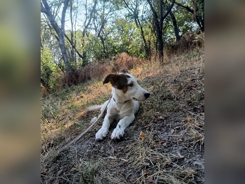 Lumi Tierschutzhund sucht ein Zuhause
