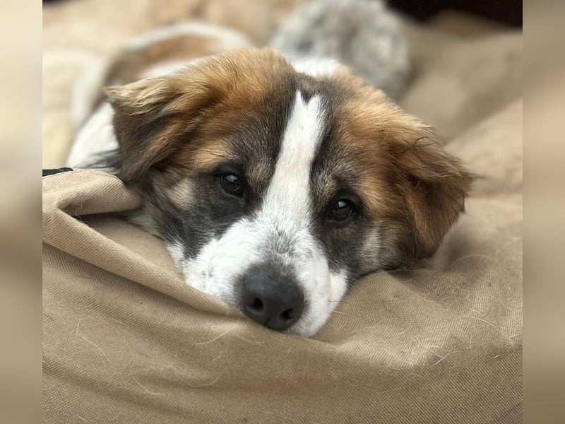 TOC, süßer, kleiner Kerl, Rüde, 2 Jahre, 35 cm, Mischling, Tierschutz