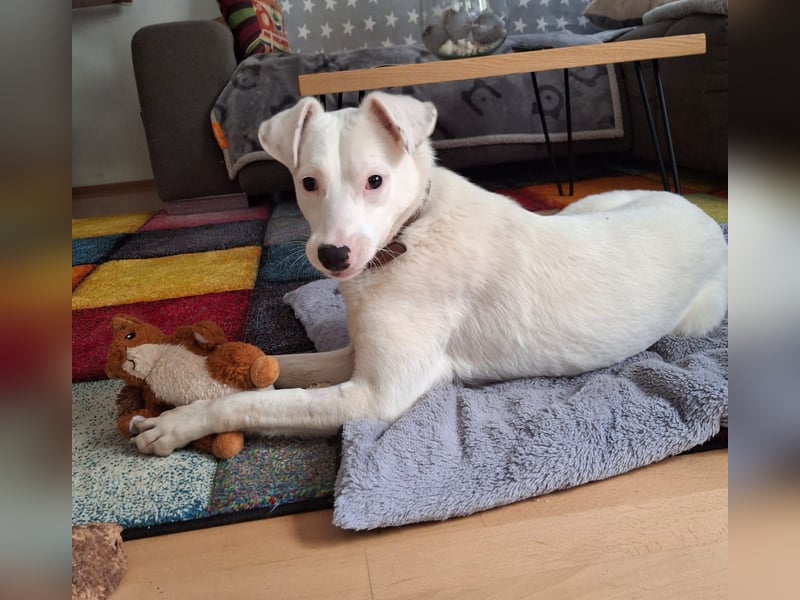 ARTEMIS, lustige Lakritz-Nase, 1 Jahr, 40 cm, Mischlingsmädchen, Tierschutz, Pflegestelle 53773