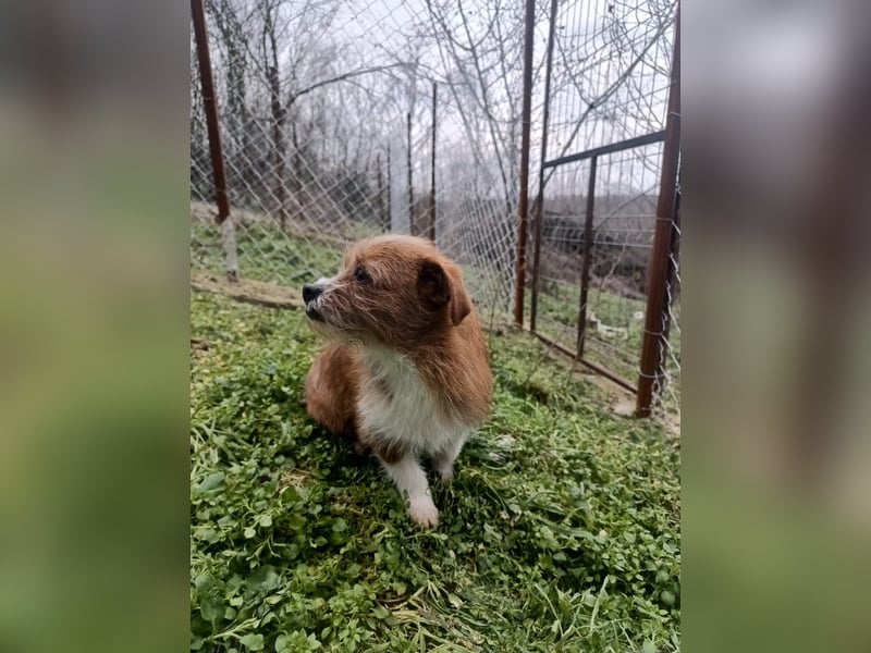 Kaya Tierschutzhund sucht ein Zuhause