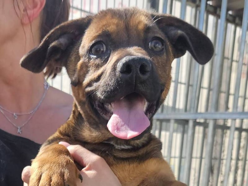 Gazsi sucht seine Menschen