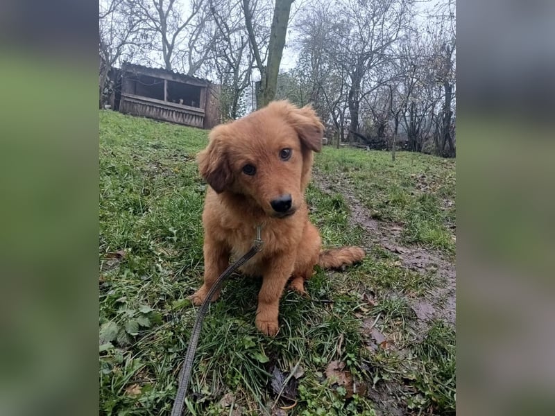 Leo Tierschutzhund sucht ein Zuhause