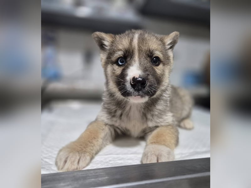 Welpenrüde 273747 - Reserviert!