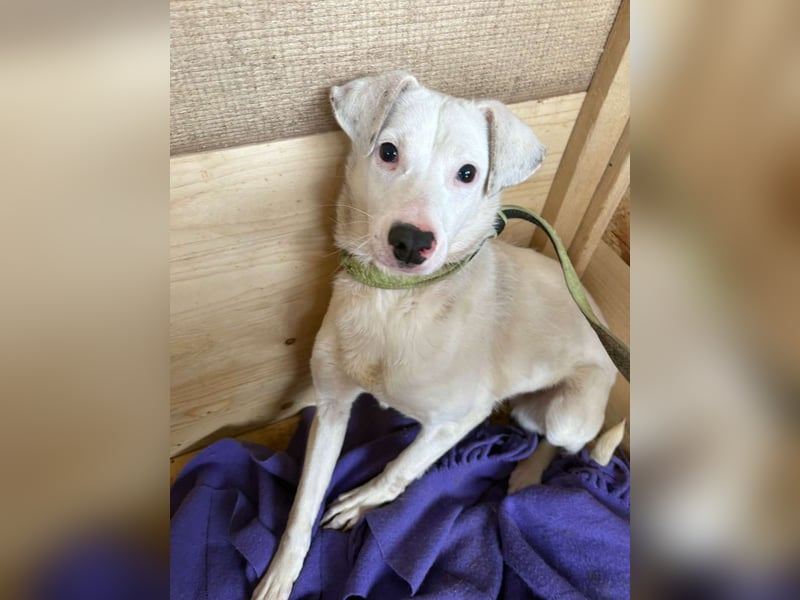 ⭐️ARTEMIS⭐️, Hündin, 1 Jahr, 40 cm, Mischling, Tierschutz