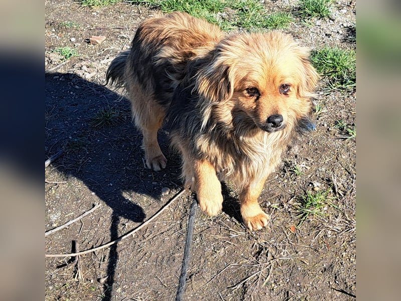 Toni wurde aus einer Gruppe gerettet, nun möchte er Rumänien verlassen