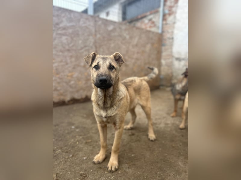 ⭐️Plisch⭐️, verschmuster Welpenmann, 5 Monate, 40 cm, Mischling, Tierschutz