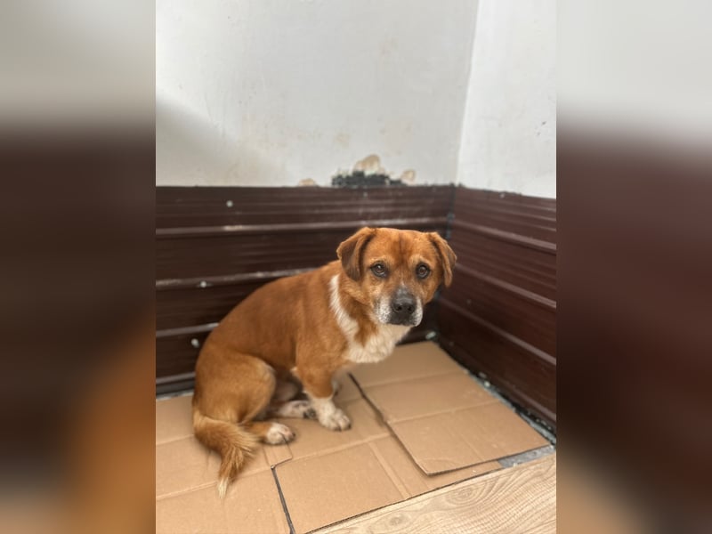 ⭐️TAC⭐️, neugieriger Rüde, 2 Jahre, 35 cm, Mischling, Tierschutz