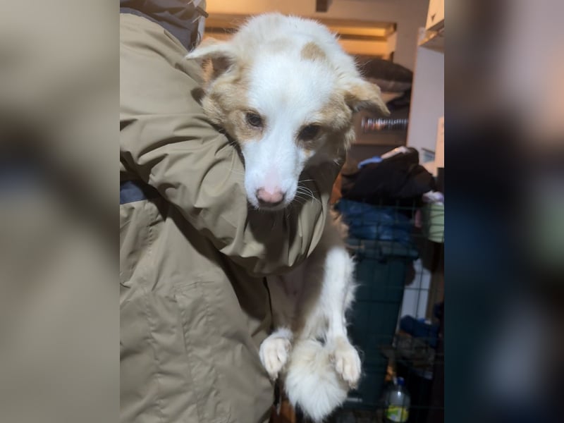 ZIMBA, sensibles Seelchen, 1 Jahr, 33 cm, Mischling, Tierschutz Rumänien