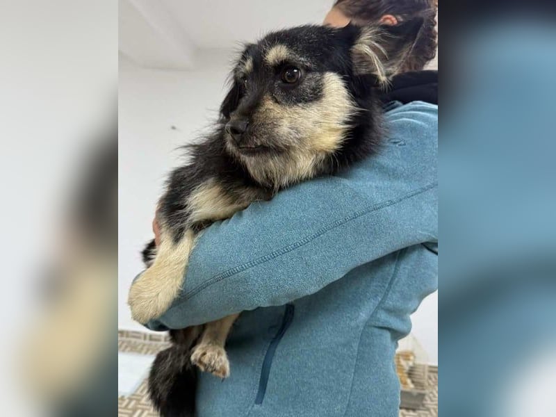 ⭐️Tahia⭐️, kleine Zottel-Maus, Hündin, 1,5 Jahre, 30 cm, Mischling, Tierschutz