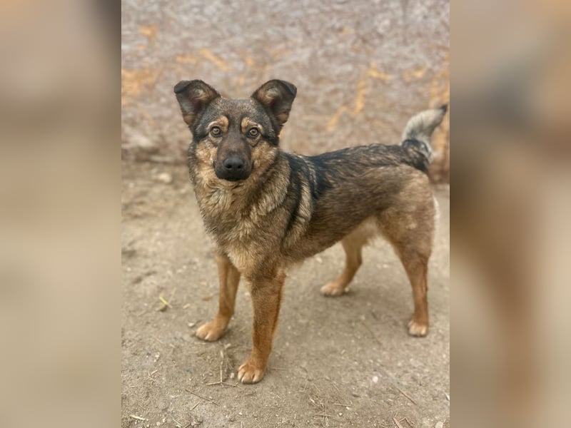 ⭐️PANY⭐️, Hündin, 1,5 Jahre, 37 cm, Mischling, Tierschutz