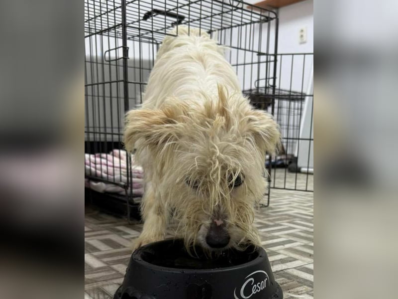 ⭐️STITCH⭐️, Hündin, 1,5 Jahre, 35 cm, Mischling, Tierschutz