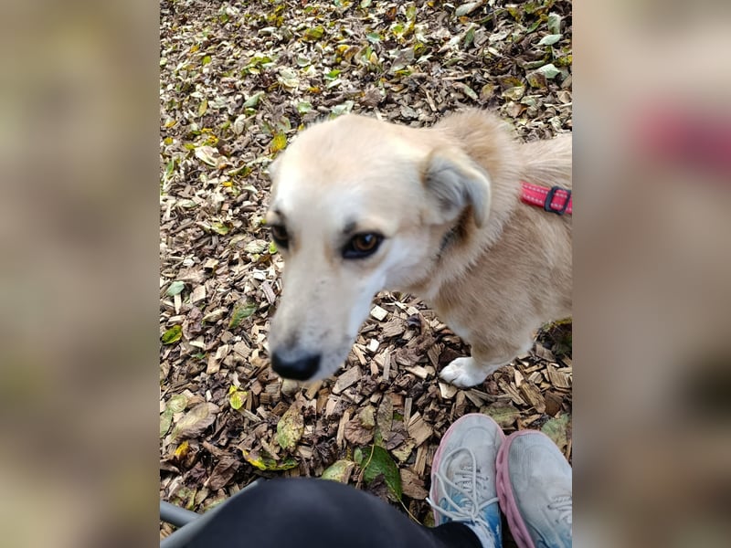 Süße Hündin Eyla auf Pflegestelle in Weitramsdorf