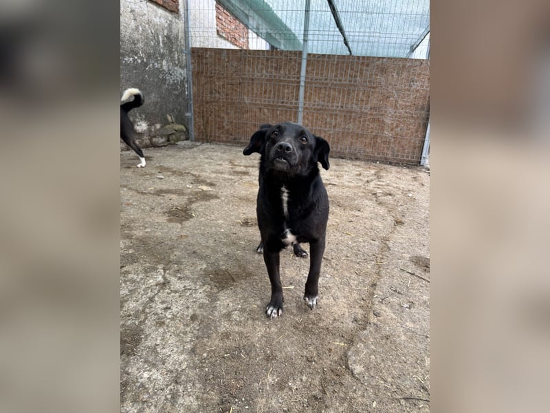 ⭐️RANA⭐️, vorsichtige Hündin, 4,5 Jahre, 38 cm, Mischling, Tierschutz Rumänien