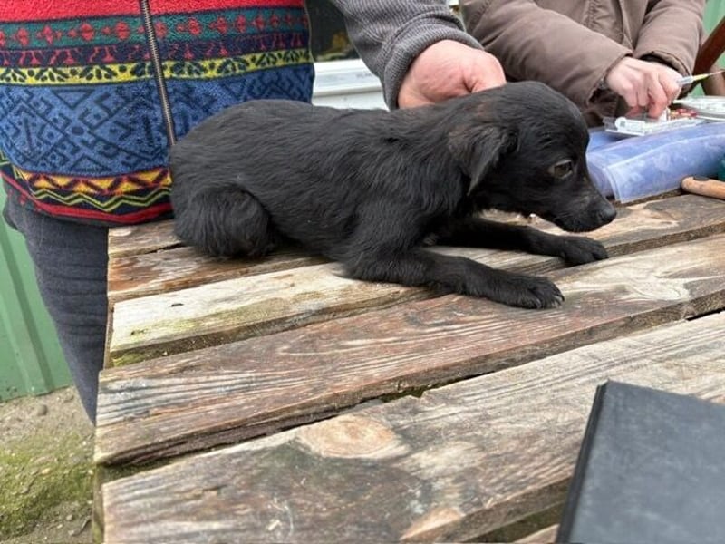 Esma – ein Herz auf vier Pfoten