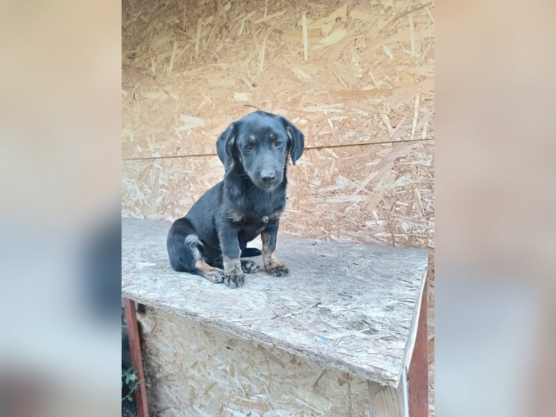 Zoe Tierschutzhund sucht ein Zuhause