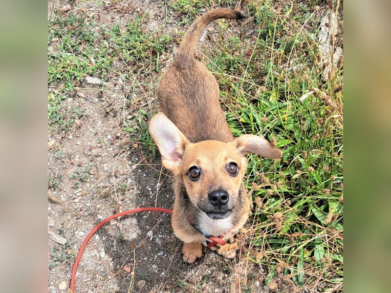 Kleine Lumi kann bald in Hessen besucht werden