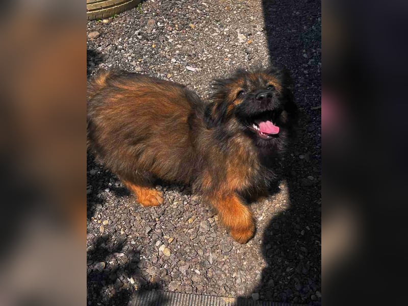 URSULET, niedlicher Welpe, 4 Monate, 25 cm, Pflegestelle Düsseldorf, Tierschutz Rumänien