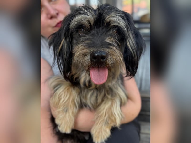 ⭐️MINNIE⭐️, Hündin, 1,5 Jahre, 35 cm, Mischling, Tierschutz