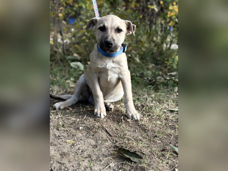 Ozan - wartet auf ein besseres Leben!