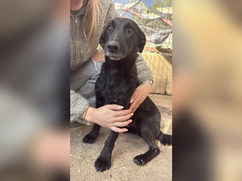 Majka, zarter, lieber Hundemann