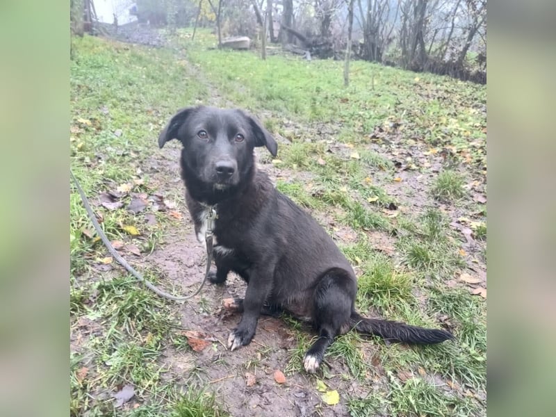 Lilu Tierschutzhund sucht ein Zuhause