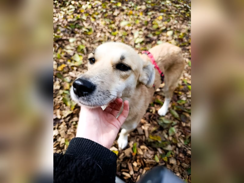 Süße Hündin Eyla auf Pflegestelle in Weitramsdorf